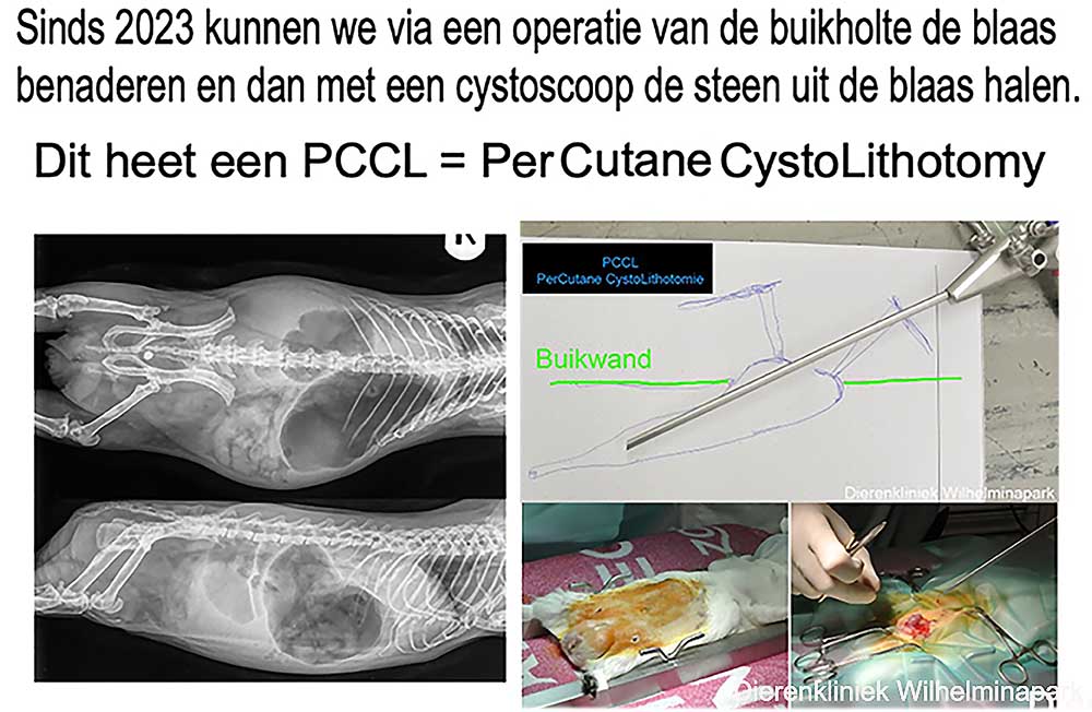 Bij een mannelijke cavia wordt een steen met een scoop verwijderd met een PCCL